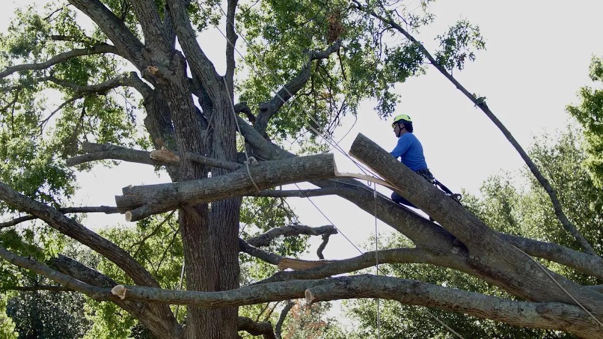 Professional Crown Thinning performed by certified arborists in Enochs
