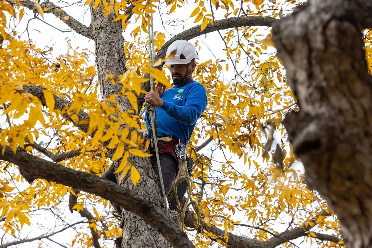 Skilled Tree Pruning crew working in Enochs